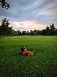 Dog lying on grass in field