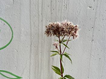 Close-up of wilted plant against wall