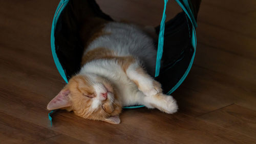 Close-up of cat sleeping on hardwood floor