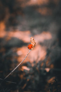 Close-up of red flower