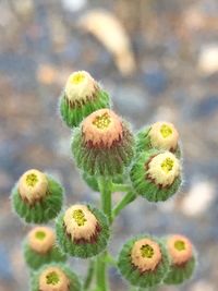 Close-up of yellow flower