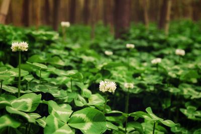 Close-up of flowering plant on land