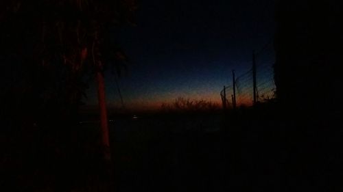 Silhouette of trees at night