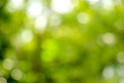 Defocused image of plants