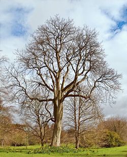 Bare tree on field against sky