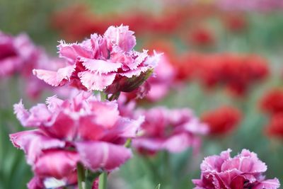 Close-up of pink flowering plant