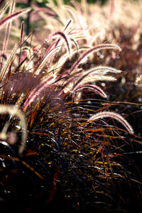 Close-up of stalks in field