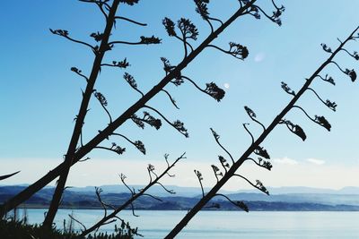 Bare tree against calm blue sea