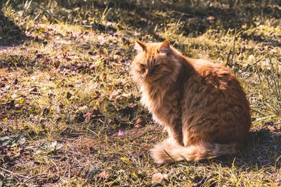 Cat sitting on a field