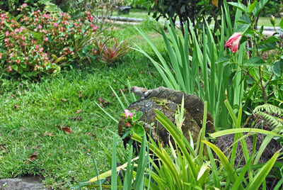 Plants on field