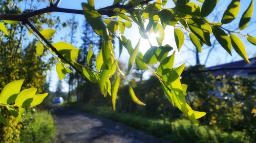 Close-up of fresh yellow plants against sky