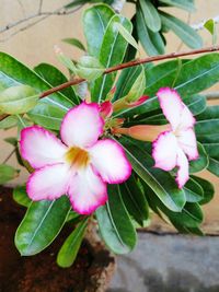 Close-up of pink flowers blooming outdoors