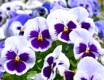 Close-up of purple flowering plants