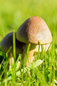 Close-up of mushroom growing on field