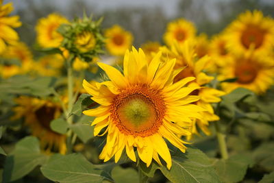 Close-up of yellow sunflower