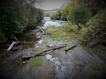 Close-up of fresh green plants against sky