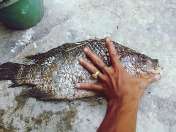 Close-up of hand holding fish