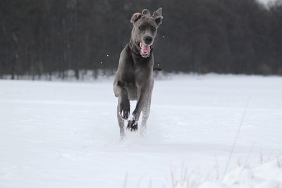 Dog running on snow field