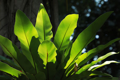 Close-up of fresh green plant