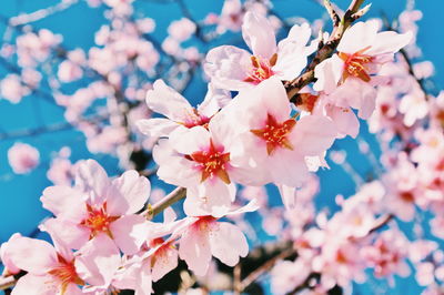 Low angle view of pink flowers blooming in park