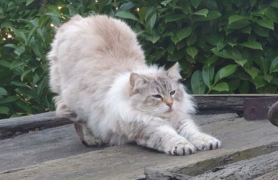 pet