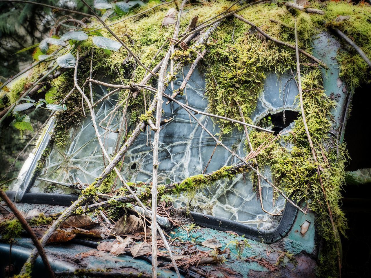 CLOSE-UP OF PLANTS AGAINST TREES