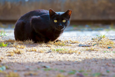 Portrait of cat