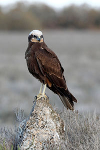 Bird perching on rock