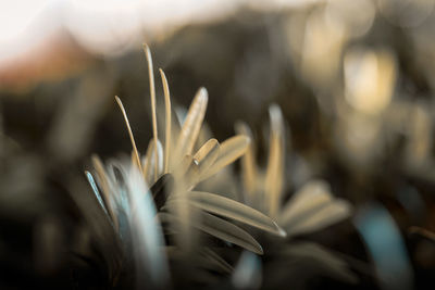 Close-up of flowering plant