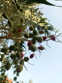 Low angle view of fruits hanging on tree