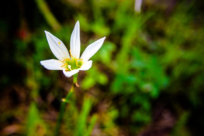 Close-up of white flower blooming outdoors