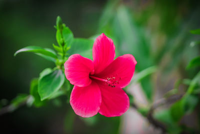 Close-up of pink flowering plant