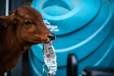 Close-up of calf eating paper