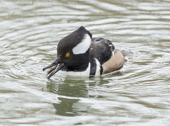 Hoodwd merganser in lake