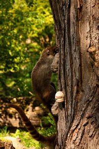 Squirrel on tree trunk