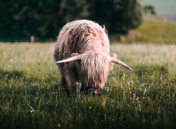 Cow grazing on grassy field