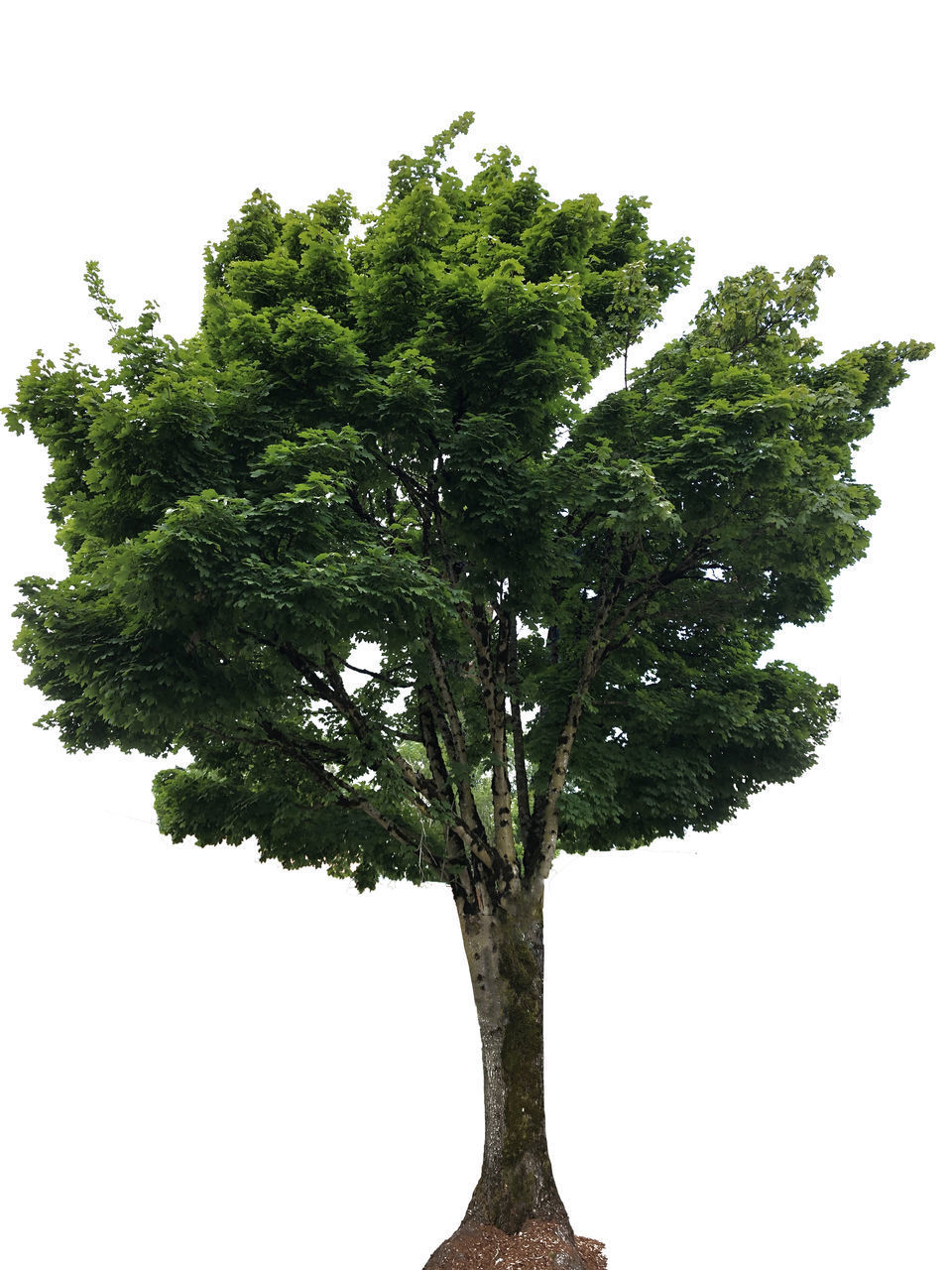 LOW ANGLE VIEW OF TREE AGAINST SKY OVER WHITE BACKGROUND