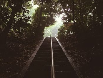 Railroad tracks in forest