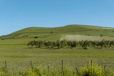 Scenic view of field against clear sky