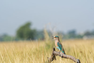 Bird perching on a field