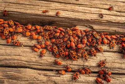 Close-up of christmas decorations on wooden table