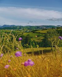 Purple flowering plants on field against sky