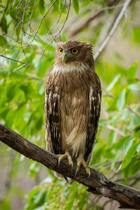 Portrait of owl perching on branch