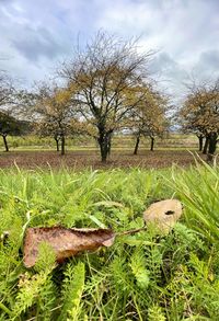 Grass growing on field