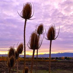 Close-up of thistle on field against sky during sunset