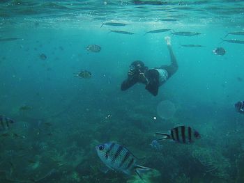 Fishes swimming in sea