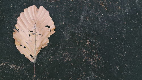 High angle view of insect on leaf