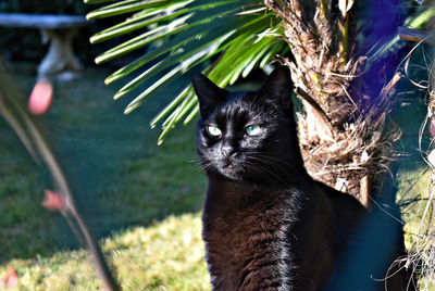 Attentive black cat watching what happens at the park