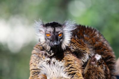 Dark lemur 