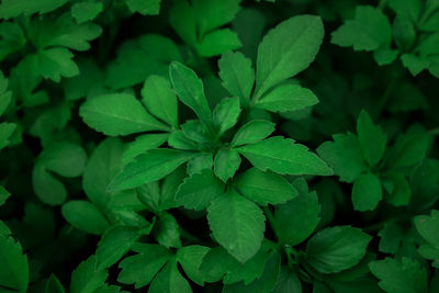 Full frame shot of green plant